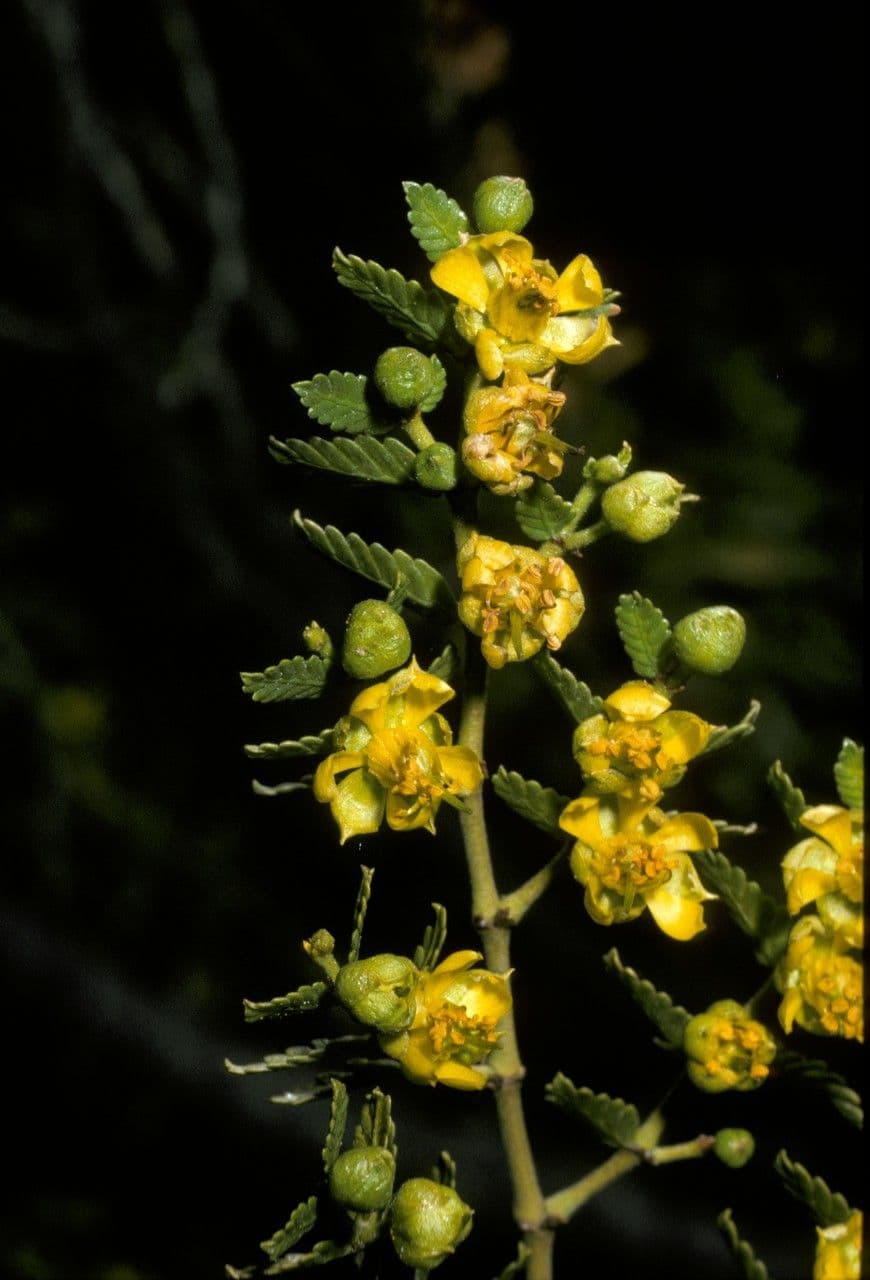 Larrea 4