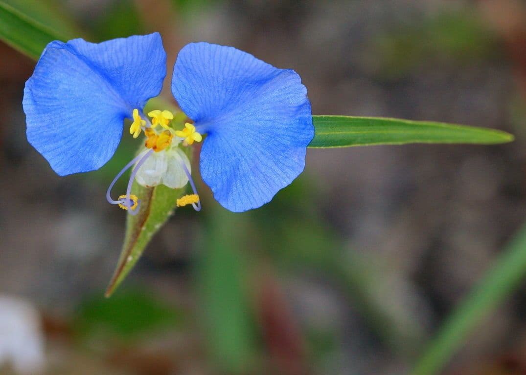 Flor de día 6