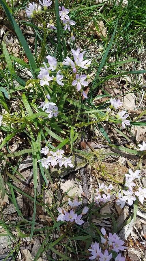 Claytonia 12
