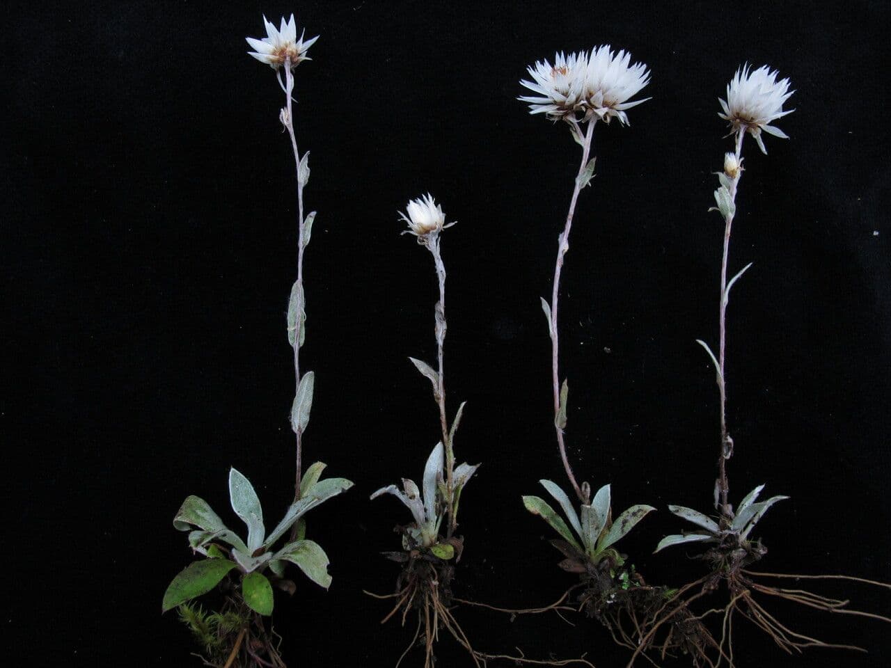 Anaphalioides 6
