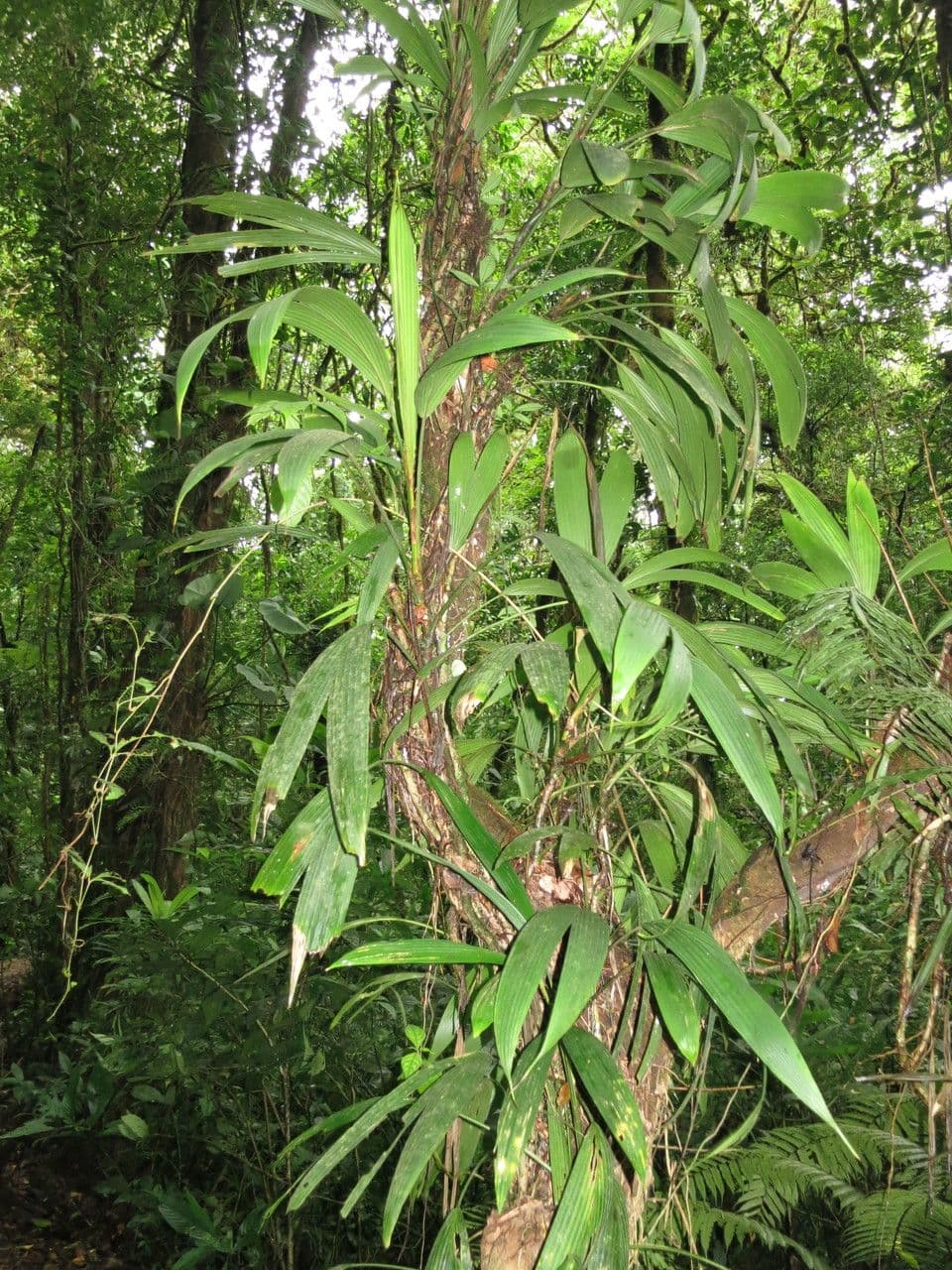 Evodianthus 13