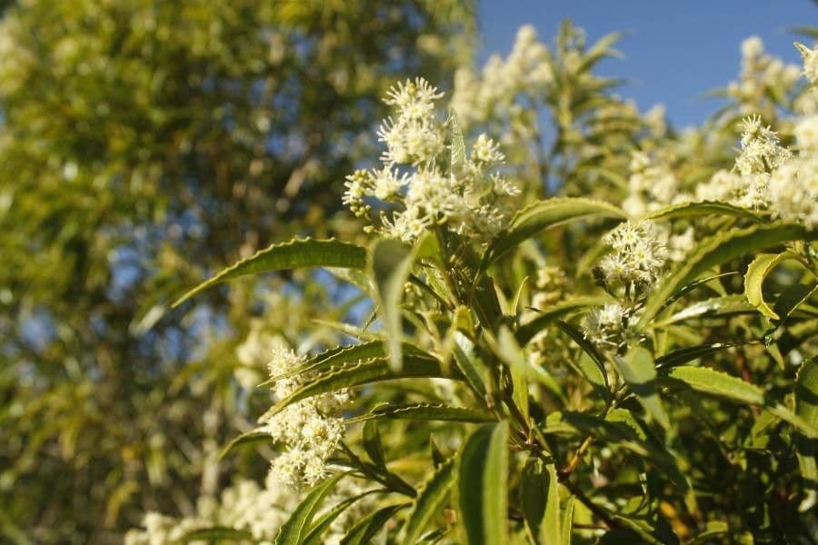 Miconia