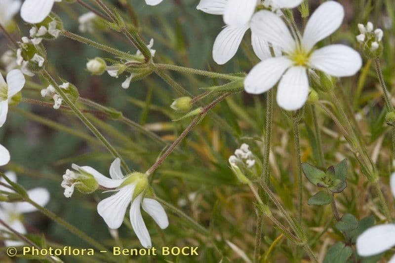 Arenaria grandiflora 21