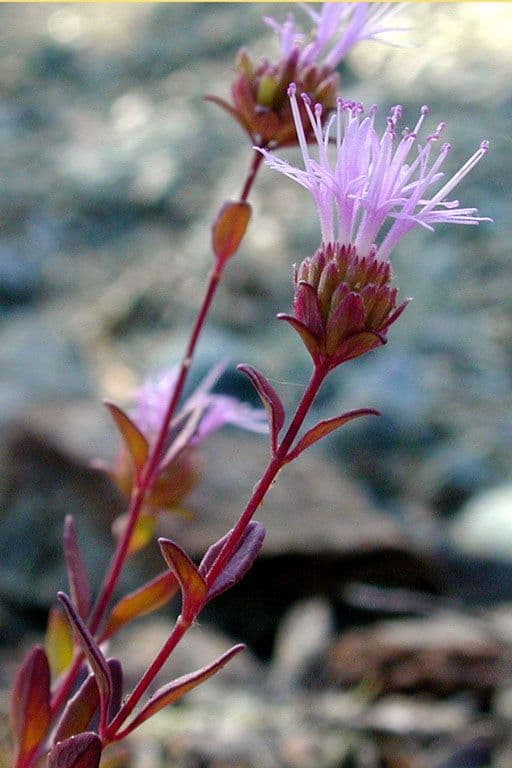 Monardella purpurea 7
