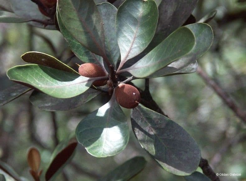 Planchonella 2