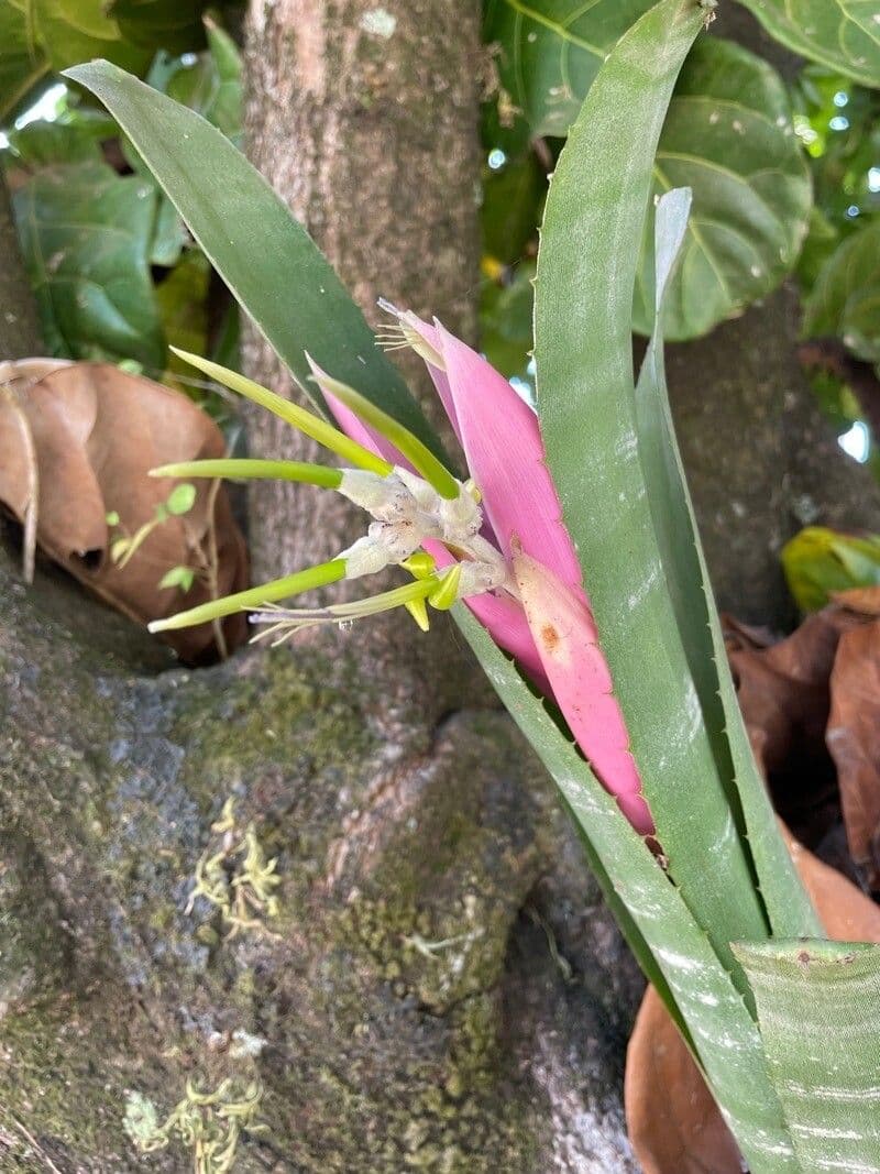 Billbergia 10