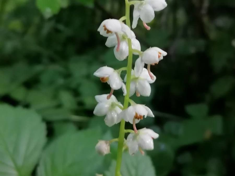 Round-leaf wintergreen 7