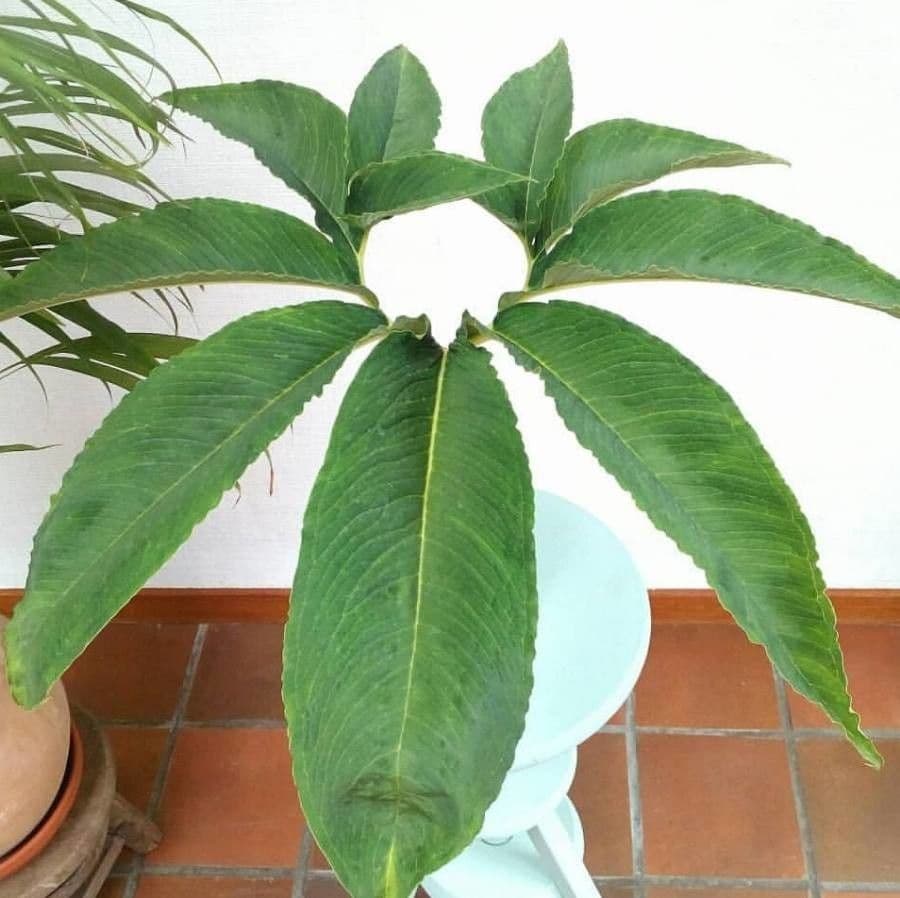 Sauromatum 14