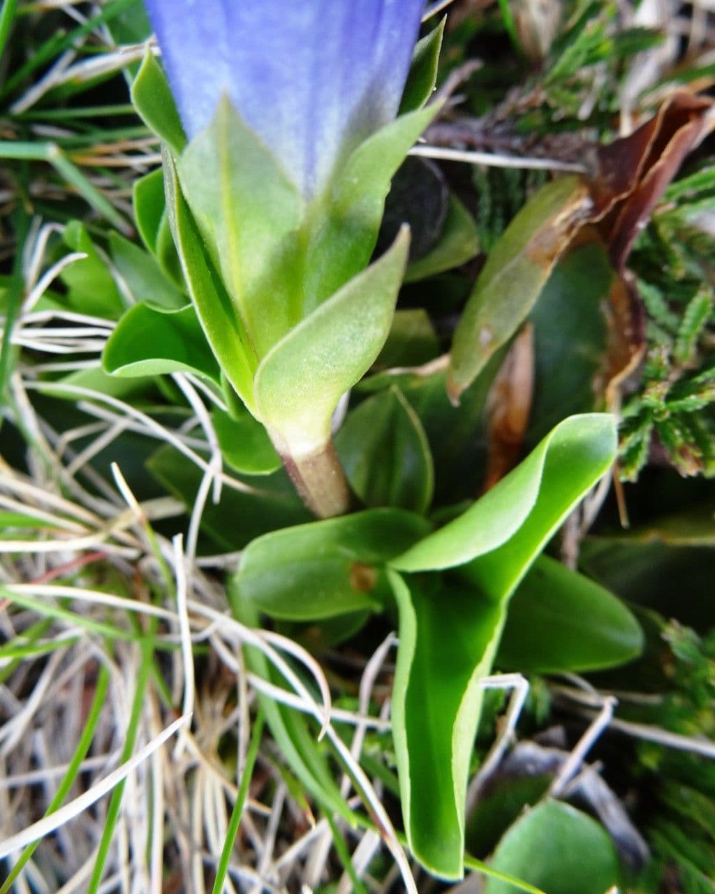 Gentiana occidentalis 10