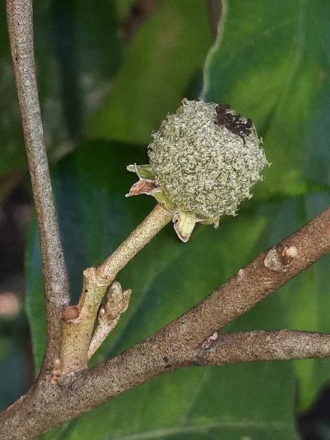 Croton 3