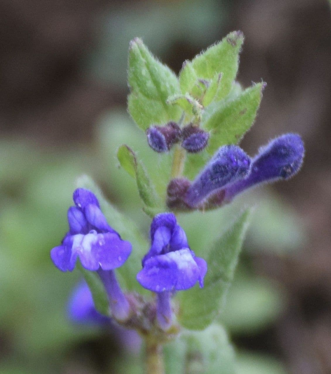 Scutellaria tuberosa 5