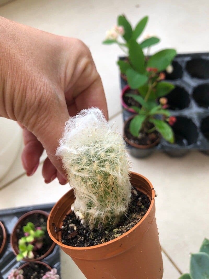 Espostoa lanata 19