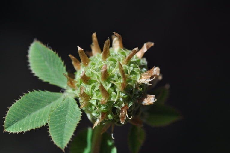 Trifoglio agglomerato 13