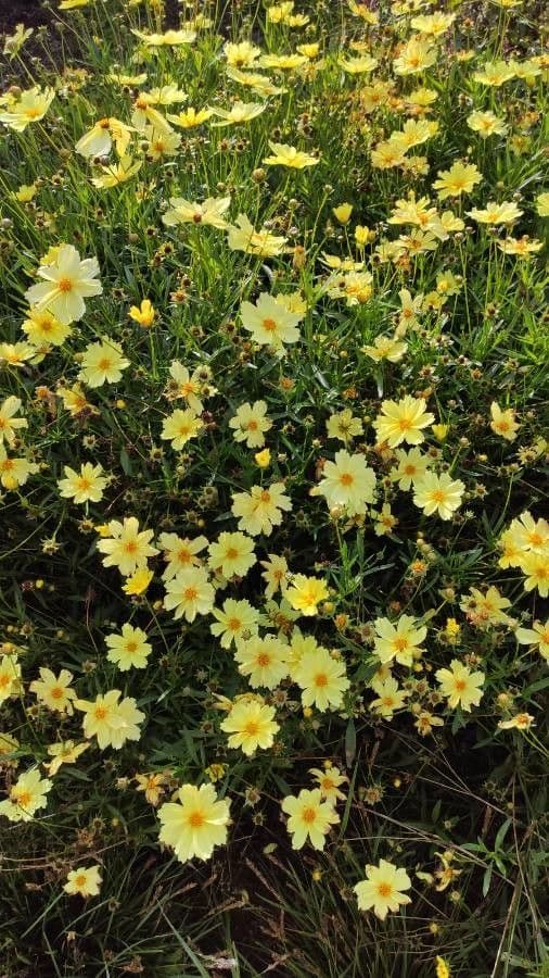 Coreopsis lanceolata 12