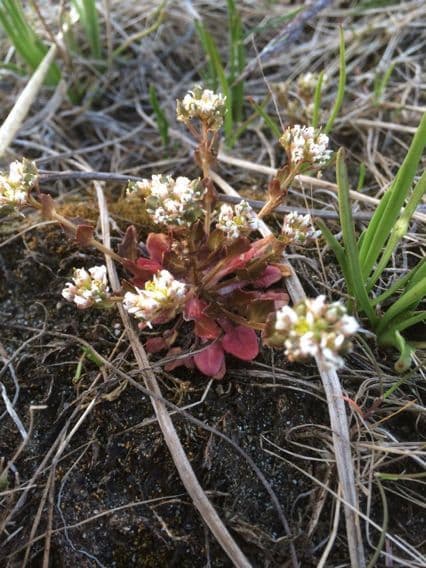 Cochlearia groenlandica 7