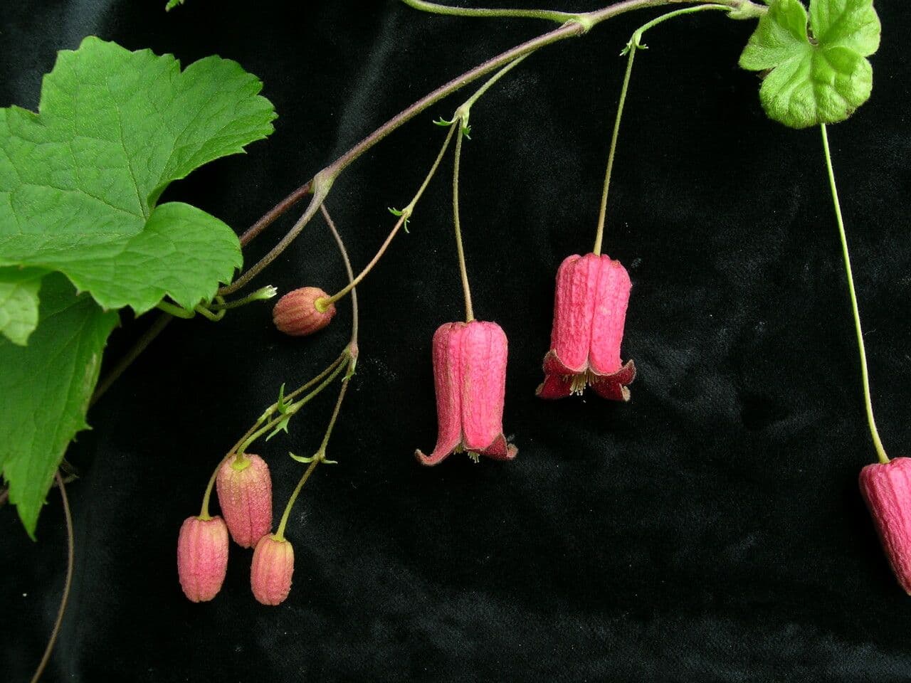 Clematis 9