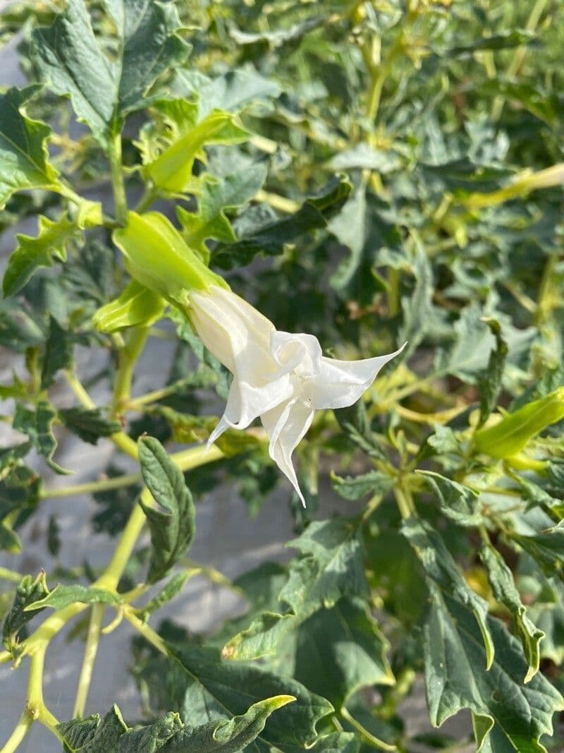 Datura 6
