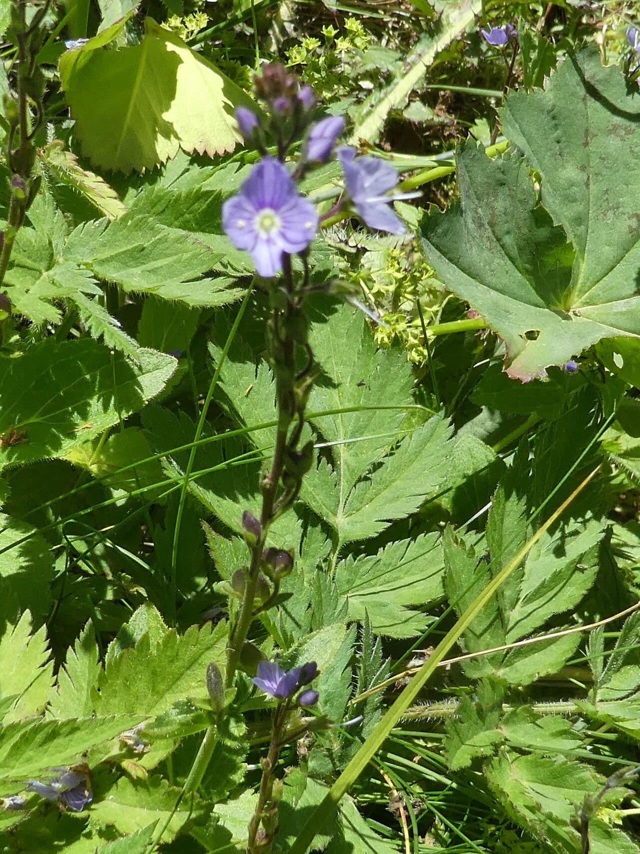 Veronica ponae 12