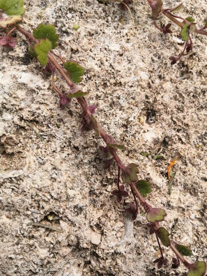 Veronica cymbalaria 24