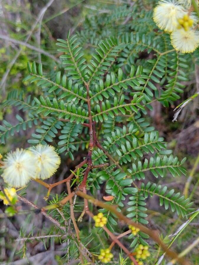 Acacia terminalis 12