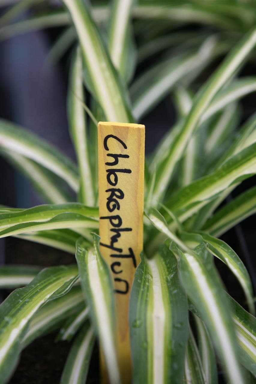 Chlorophytum 28