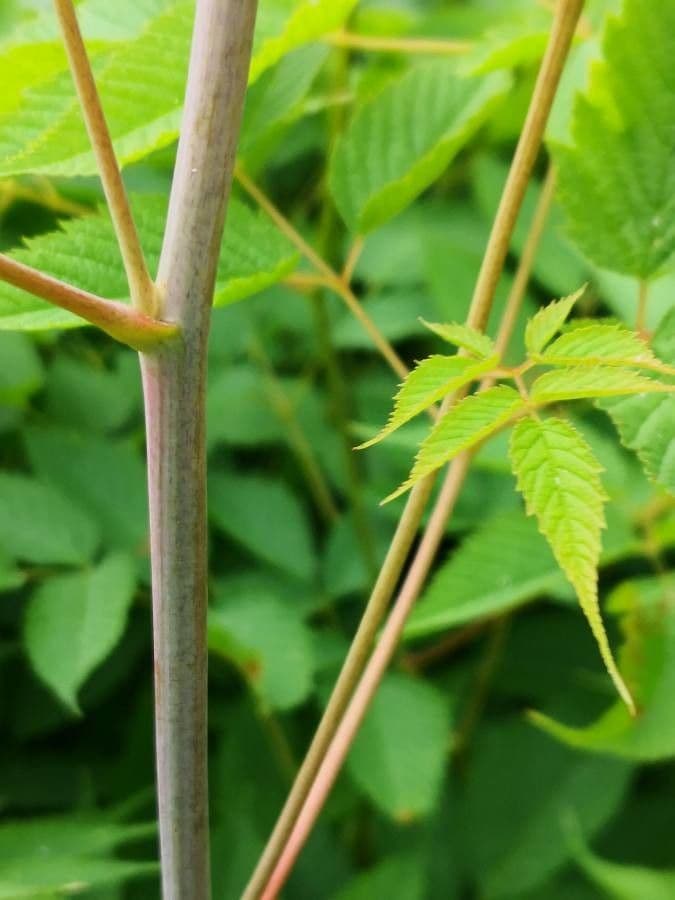 Astilbe giapponese 21