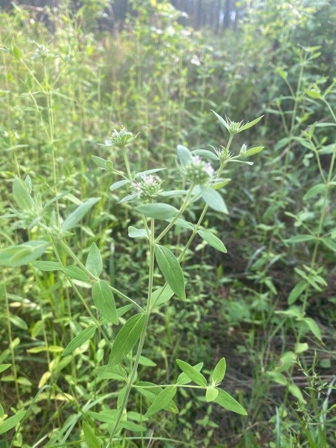 Pycnanthemum verticillatum 11