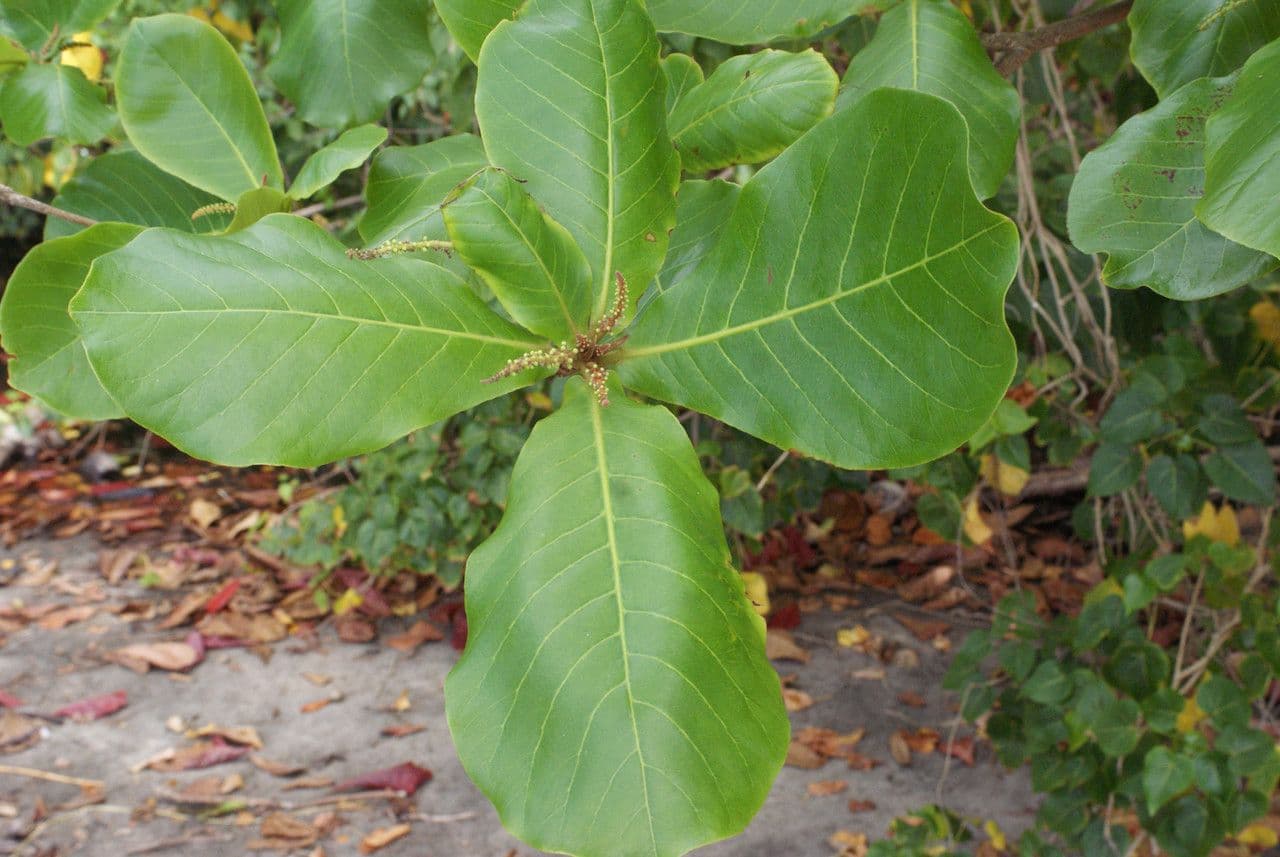 Indischer Mandelbaum 27