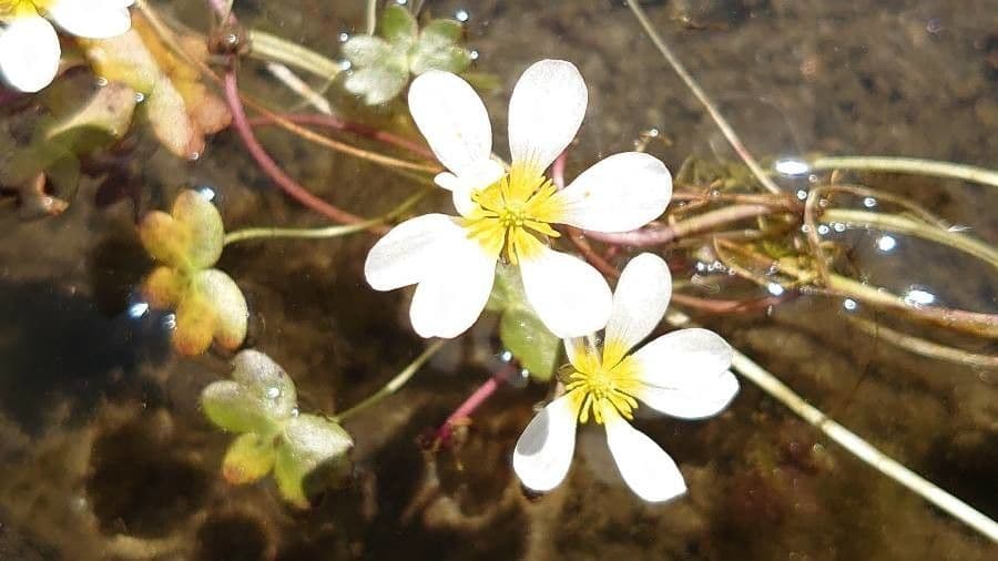 Ranuncolo acquatico 17