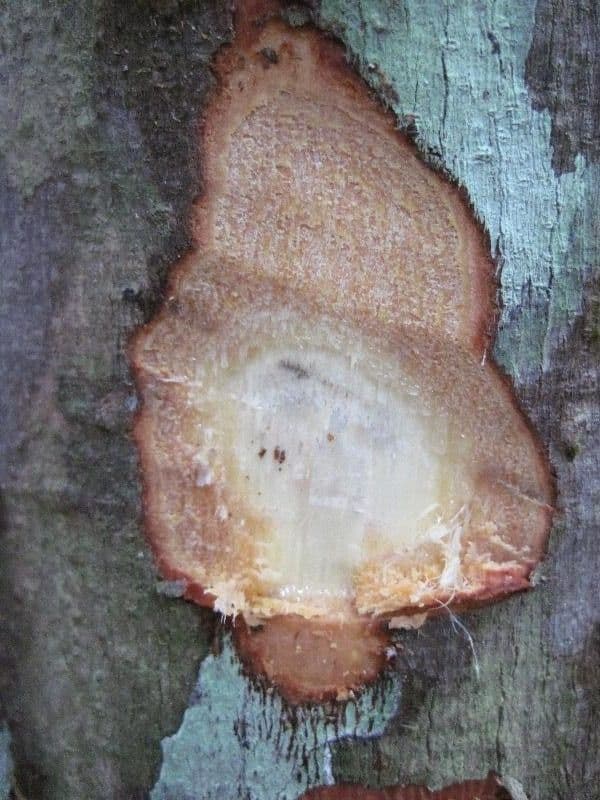 Trattinnickia 8