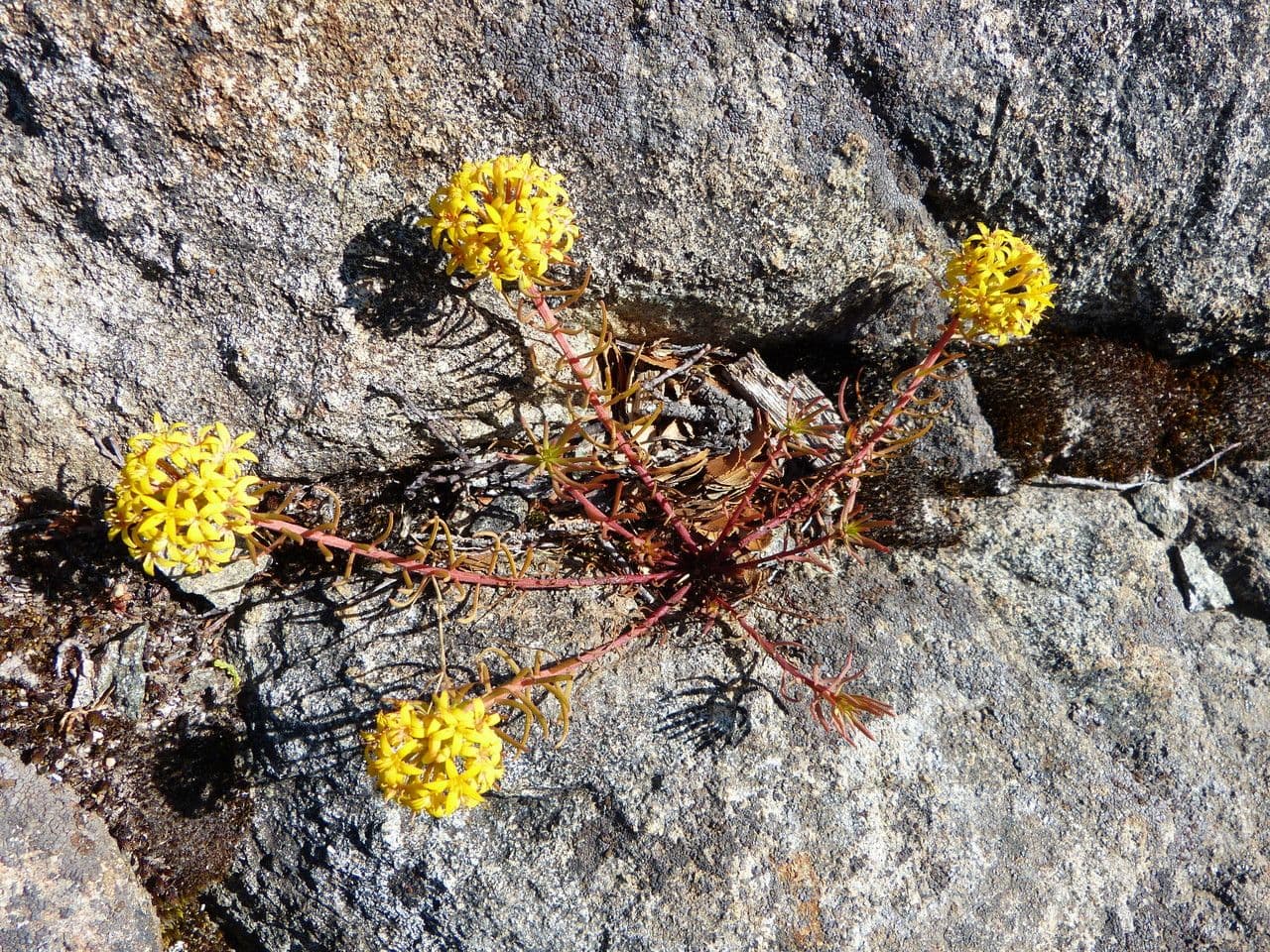 Quinchamalium 16