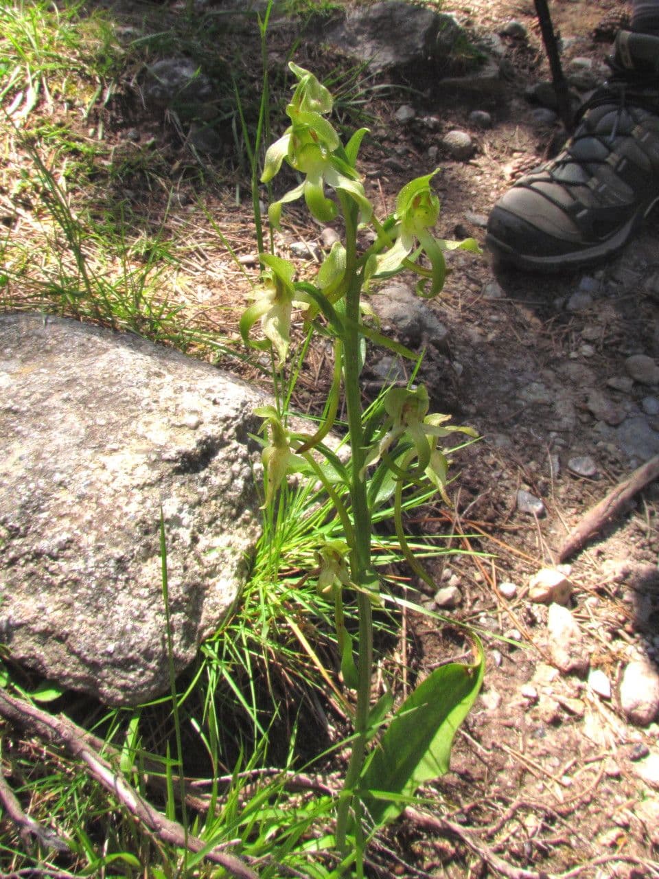 Platanthera algerina 6