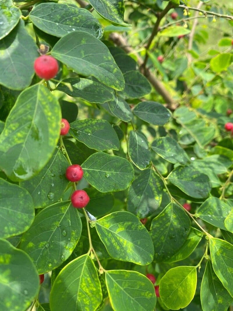 Breynia vitis-idaea 4