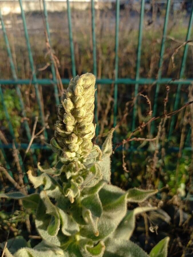 Verbasco phlomoides 29