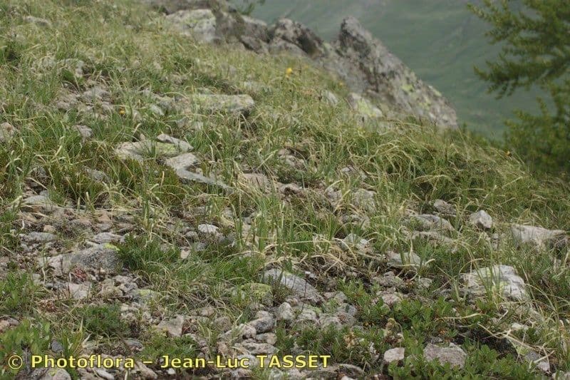 Fransensegge 13