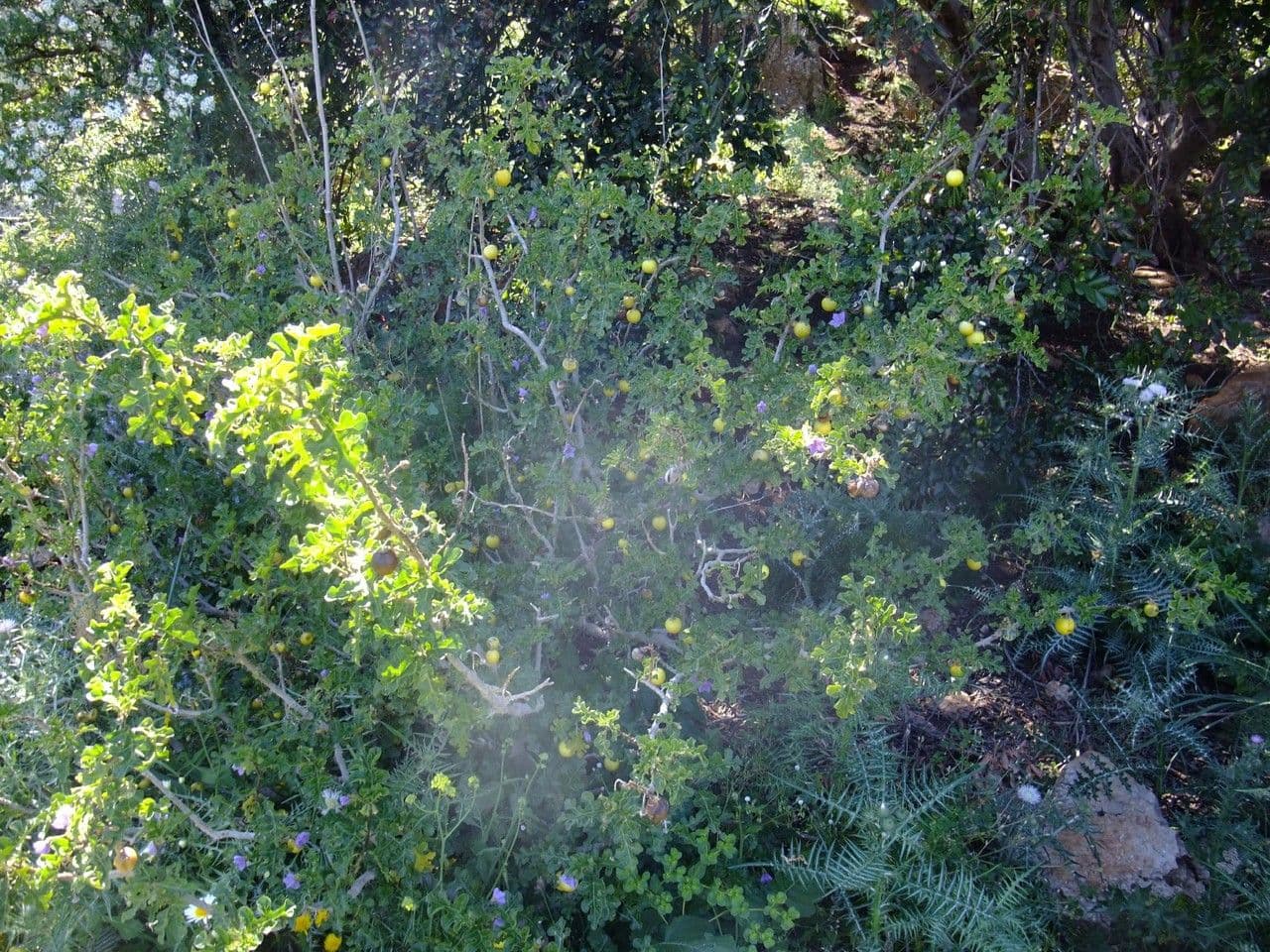 Solanum 11