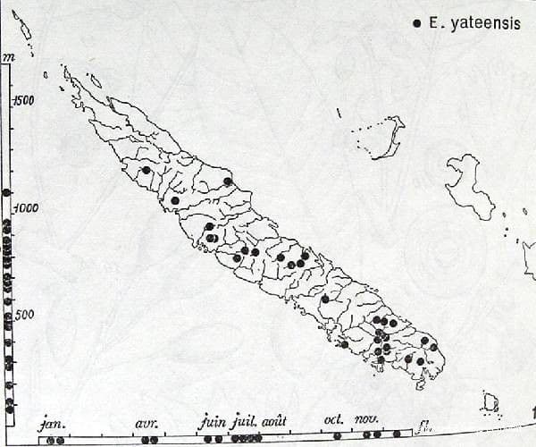 Yate-Elaeocarpus 15