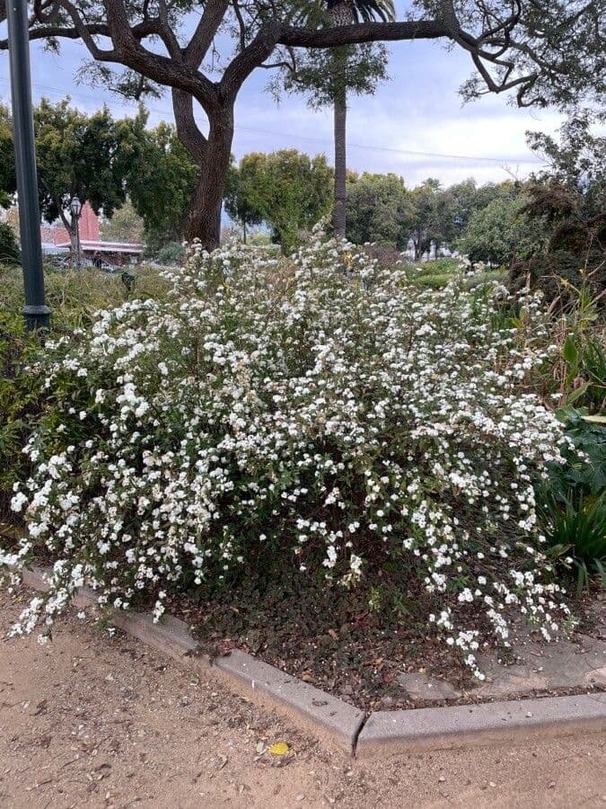 Reeve's spiraea 10
