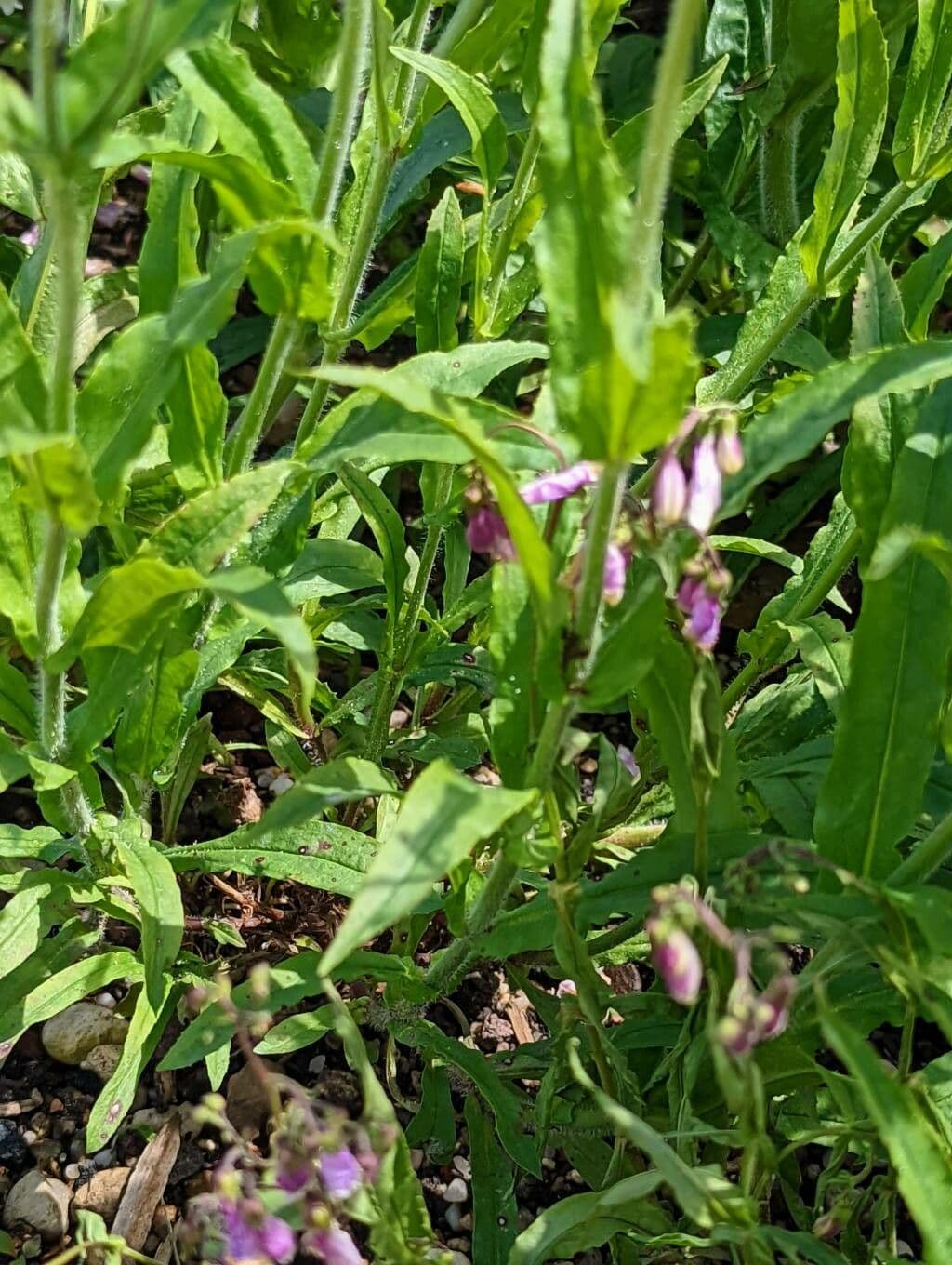 Penstemon hirsutus 13