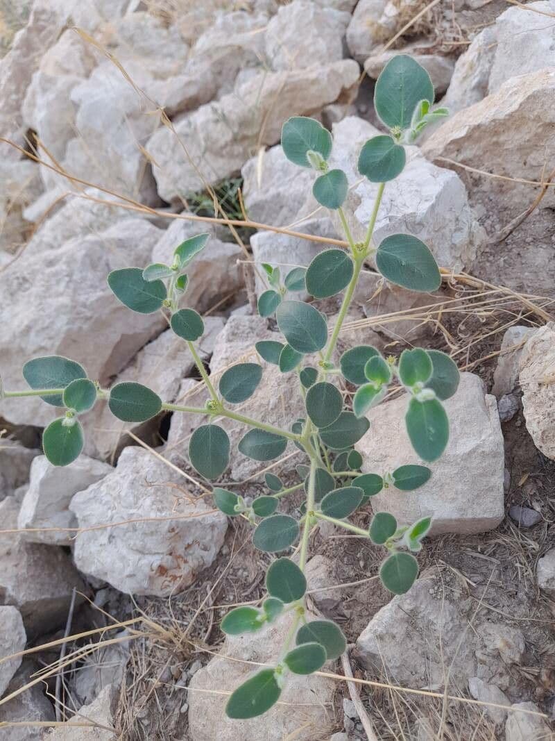 Petiolate Spurge 16