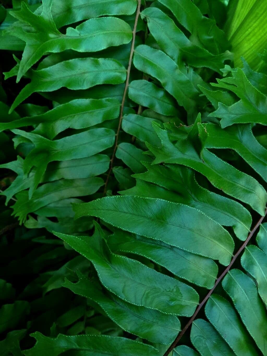 Nephrolepis 10