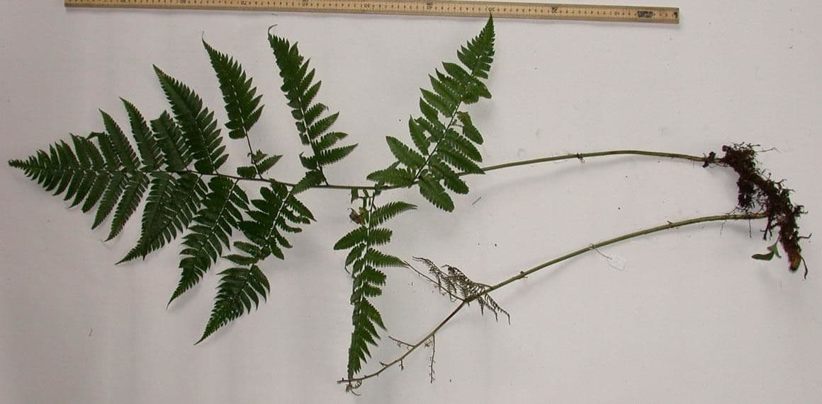 Polybotrya 8