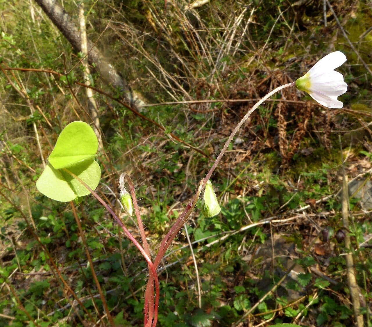 Waldsauerklee 25