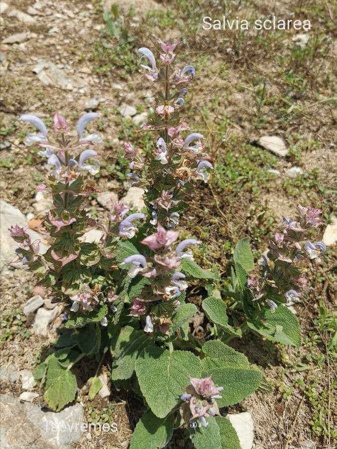 Šalvia muškátová 15