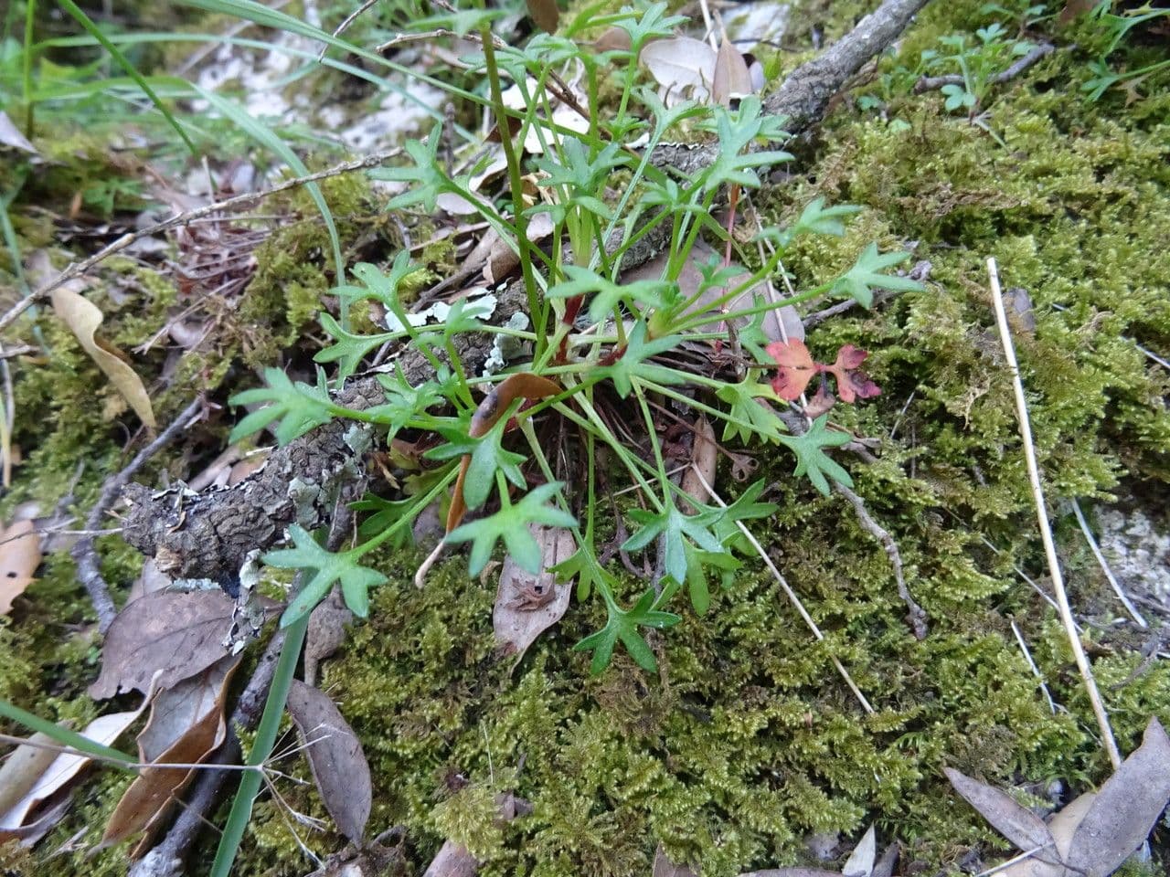 Zerbrechliche Steinbrech 16