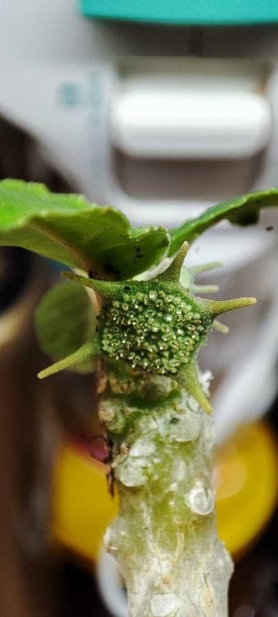 Dorstenia 3