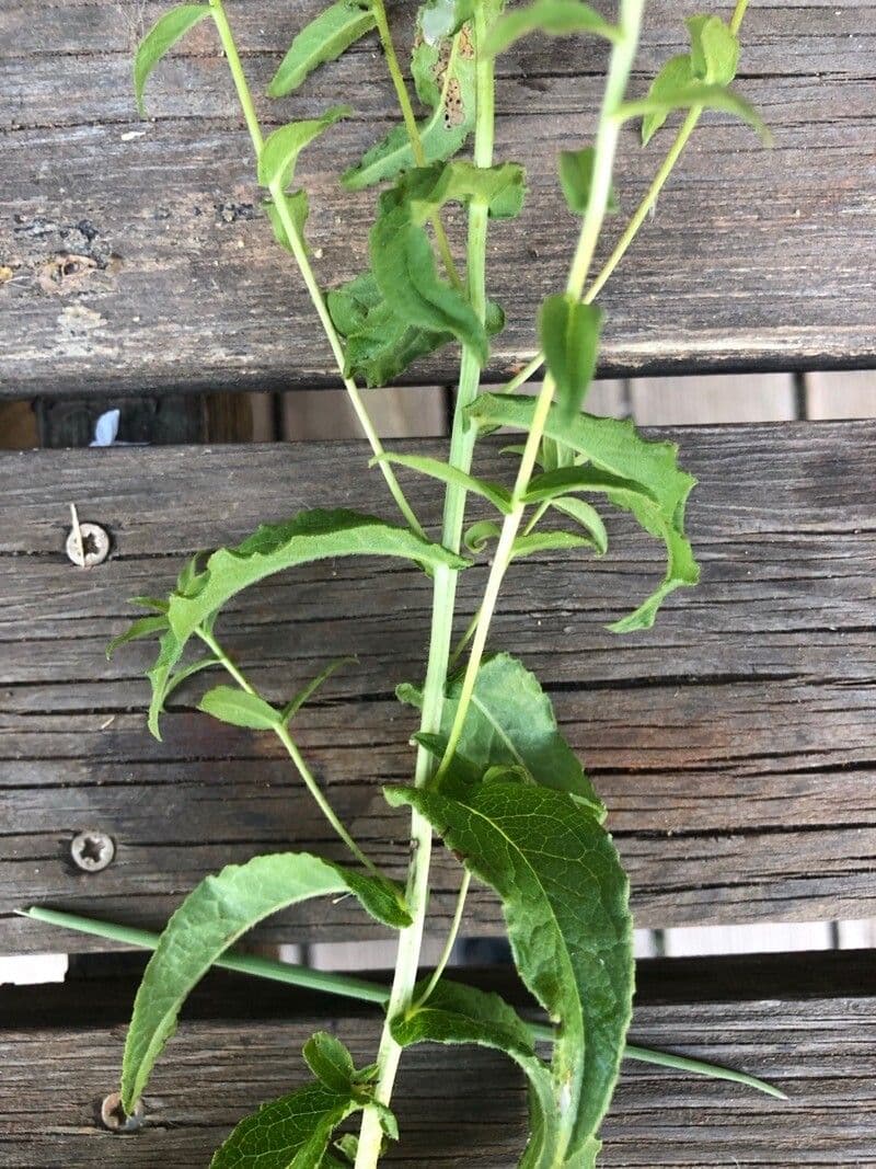 Pulicaria dysenterica 14