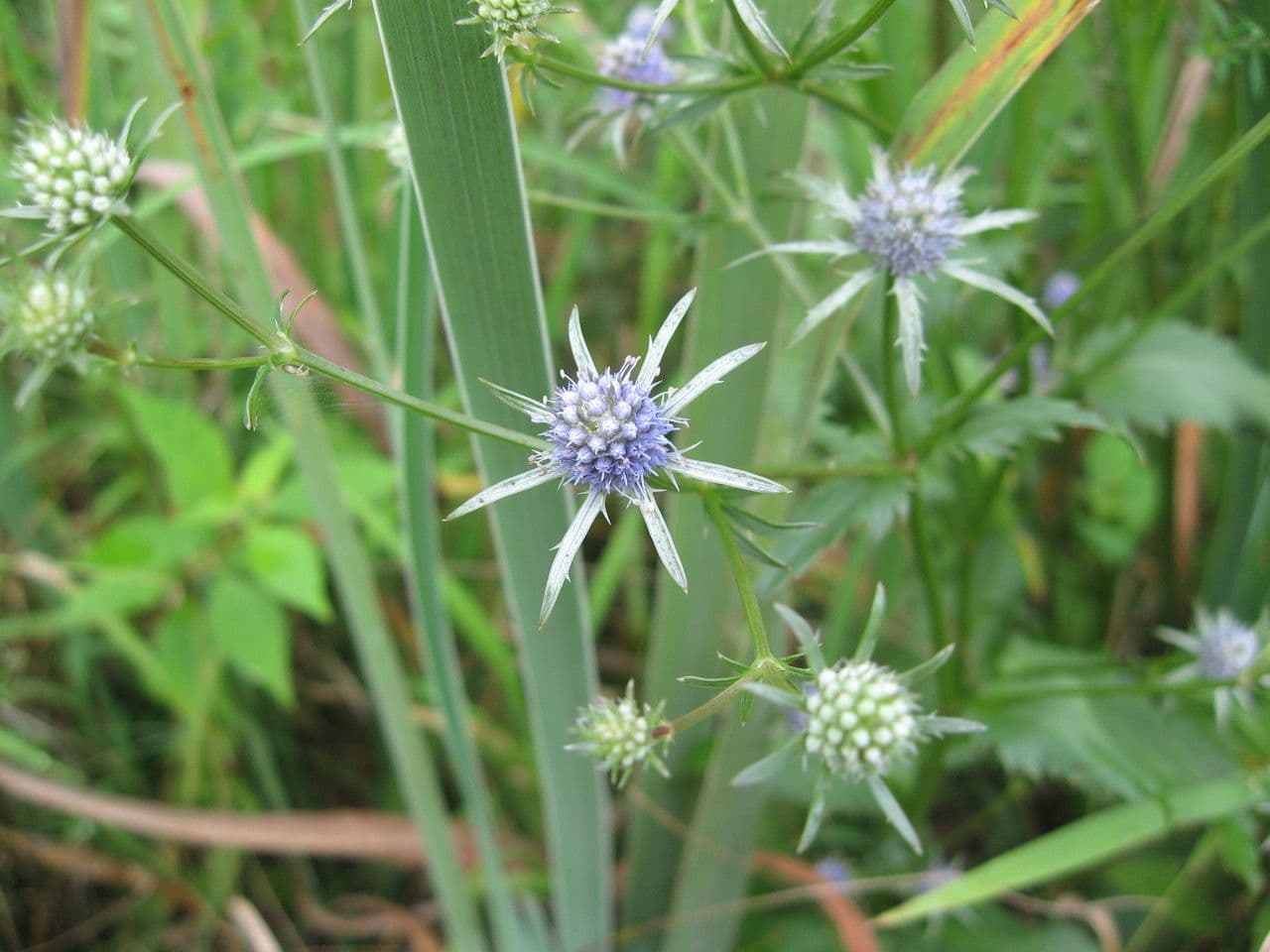 Panicaut