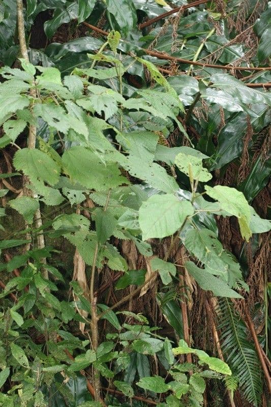 Dombeya 9