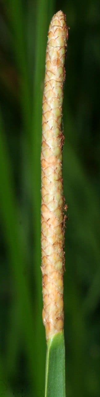Eleocharis interstincta 3